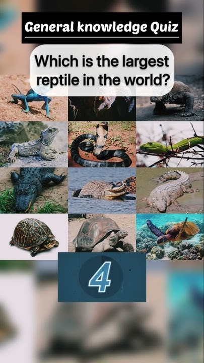saltwater-crocodile-the-largest-reptile-in-the-world-documentary