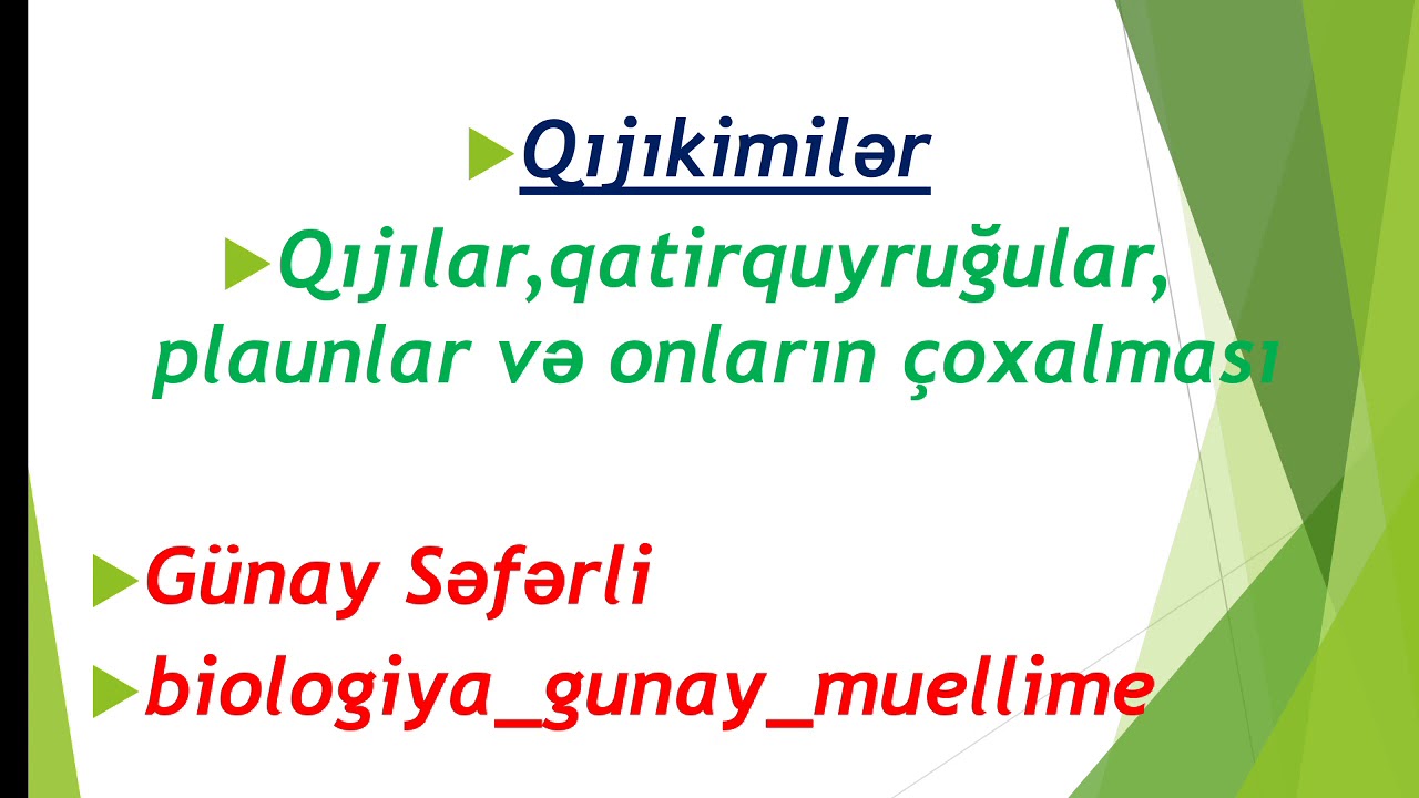 Qıjıkimilər-qiji plaun qatirquyrugu və çoxalmasi