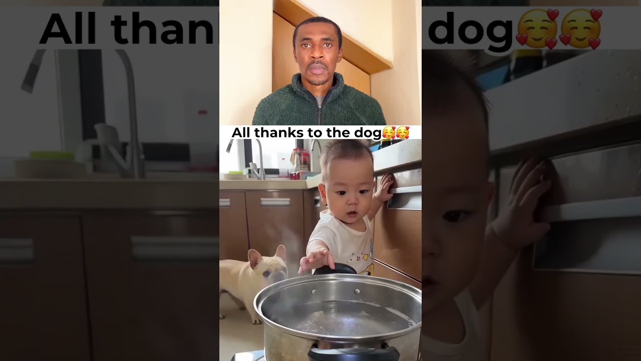 Wait for the save by the dog wow🤣🤣