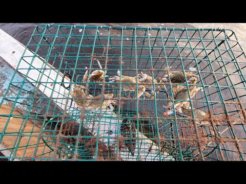 Bait Hooks – Lester's Crab Pots