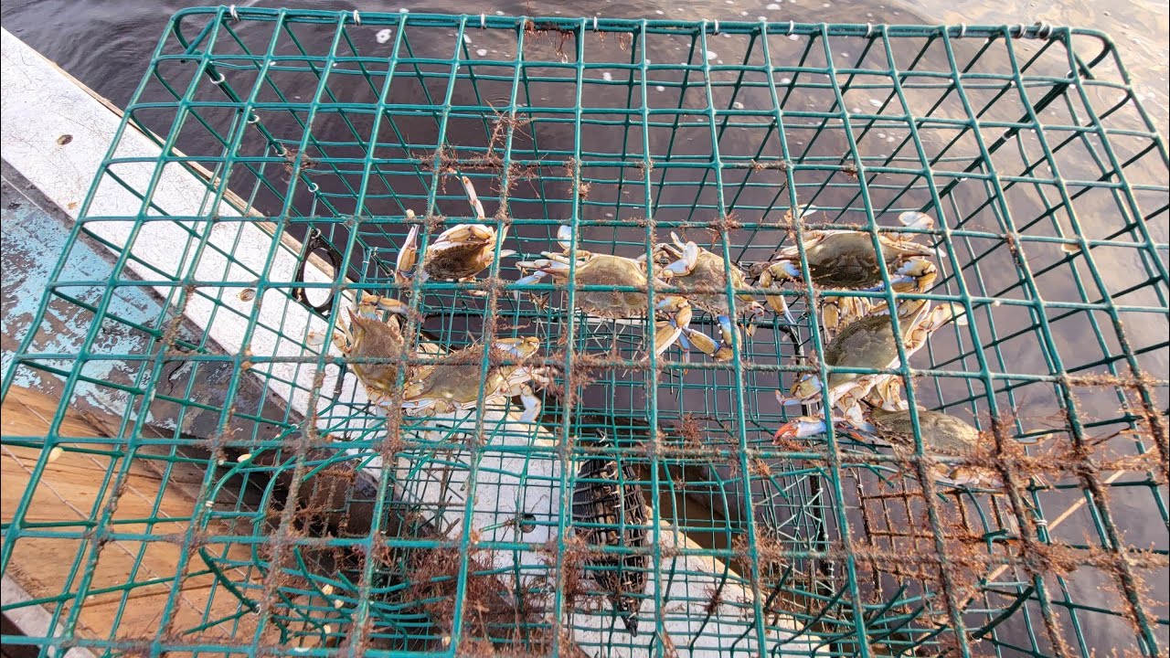 How To Make A Blue Crab trap! #crabtrap 