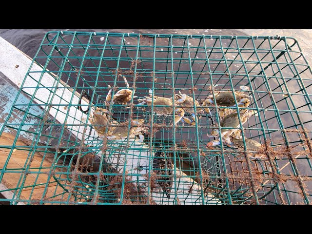 DIY Blue Crab Trap/Pot Build 