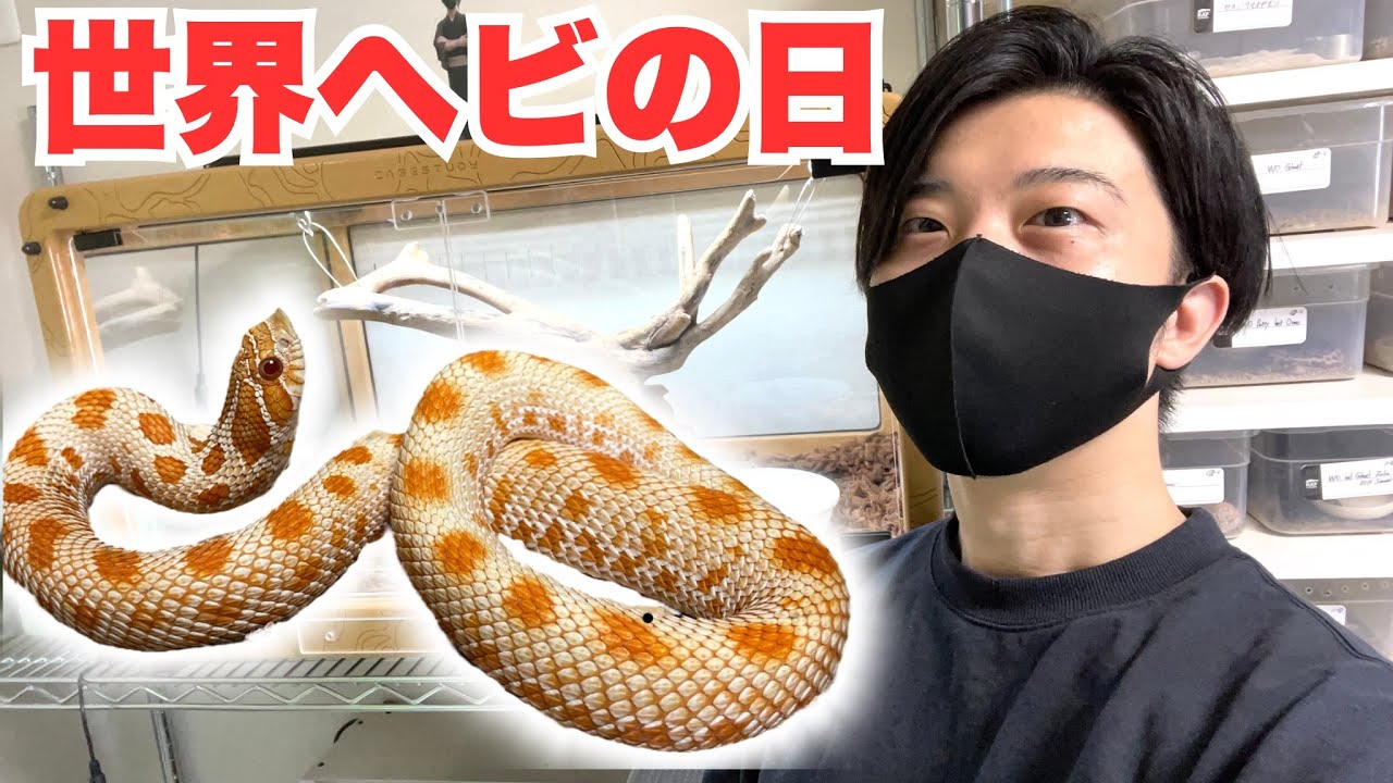 World Snake Day] Introducing some of our recommended snakes! - YouTube