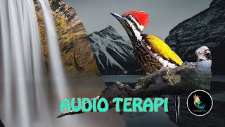 Suara Terapi Air Burung Bahan Ampuh (Pelatuk Bawang, Cililin, Tengkek Buto)