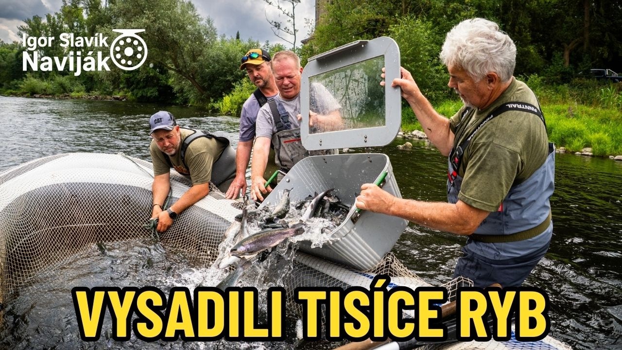 Jak probíhá vysazování ryb na Ohři? Podívej se!