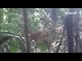 Bertemu Harimau Sumatera Kurus di Hutan Bengkulu