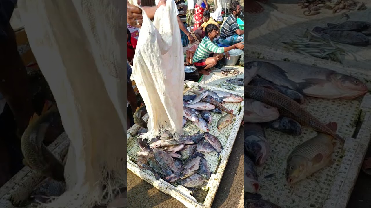 Chembarambakkam Fish Market ( live fish only in Chembarambakkam)