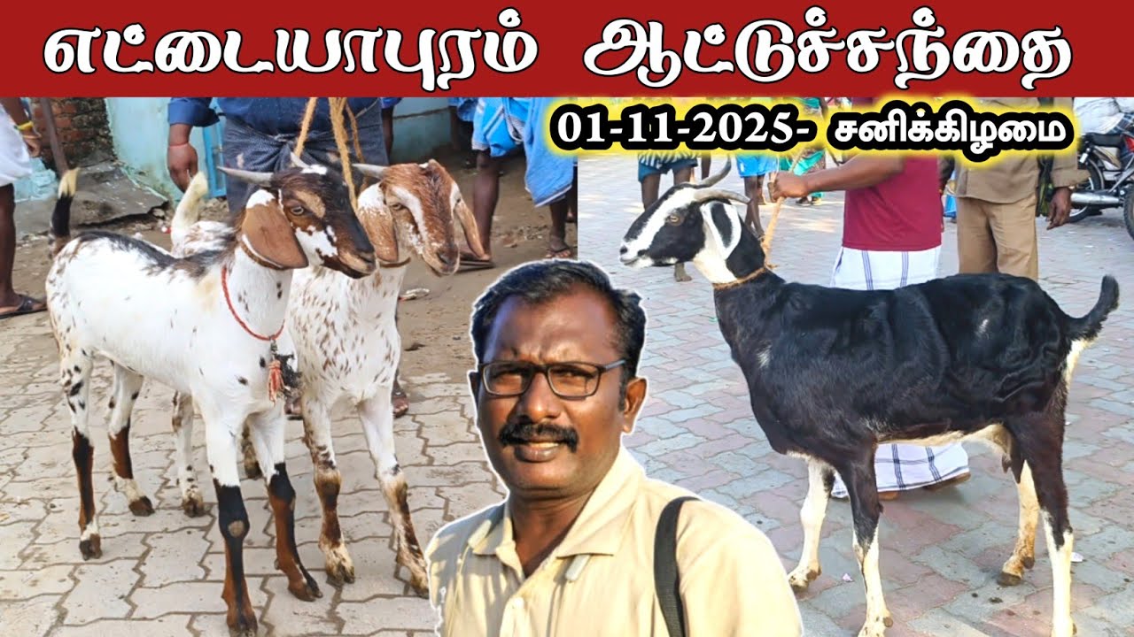 01-11-2025/ எட்டையாபுரம் சனிக்கிழமை ஆட்டுச் சந்தை தூத்துக்குடி மாவட்டம்
