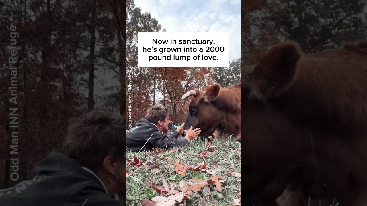 This cow was spared because he is 'too handsome' 🐮 - YouTube