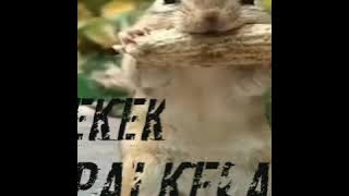 Masteran suara ngekek tupai /sakit ngedengernya