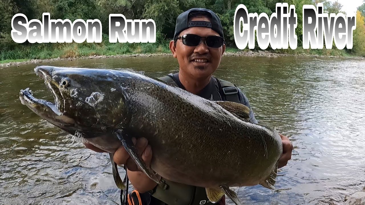 Salmon Run at Erindale Park Credit River Mississauga fishingvideo