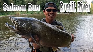 Salmon Run at Erindale Park Credit River Mississauga #fishingvideo September 23 2023