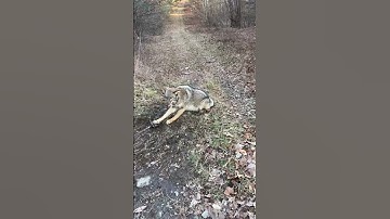 Big Male Coyote #trapping #outdoors #coyote #trap