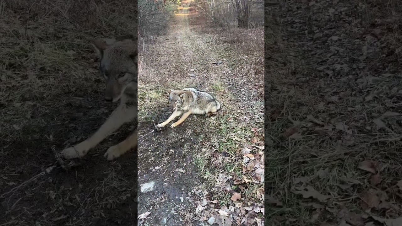 Big Male Coyote 