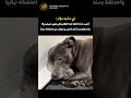 ردة فعل الكلبة الأم مع صغيرها العزيز  حيوانات كلاب