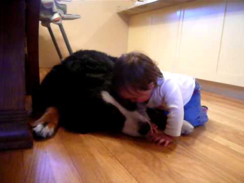 Vídeo: Bernese Mountain Dog Greta Começa A Se Recuperar De Um Derrame Com Apoio Comunitário