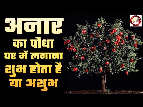 वीडियो: क्या अनार का पेड़ सदाबहार है?
