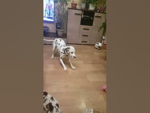 Лорик. - YouTube