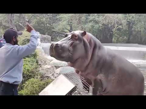 Guard Slapped Hippo Who Trying to come Out side from  his Cage