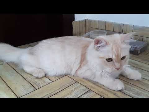 Fairy is enjoying in the hotel room | Jaipur trip | my Persian cat |