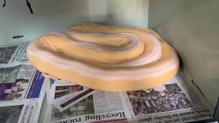 Comforting 16ft Reticulated Python