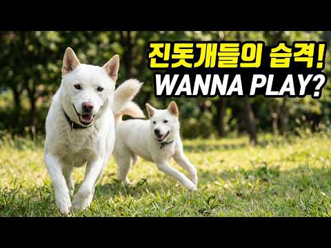 진돗개 2마리가 갑자기 달려들어 나랑 같이 놀자고 따라다님...Two Jindo dogs <strong>rush</strong> to me and follow me....Jeonju ...全州市...<strong>KOREA</strong>
