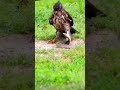 Viral hawk and snake  shocking  viral