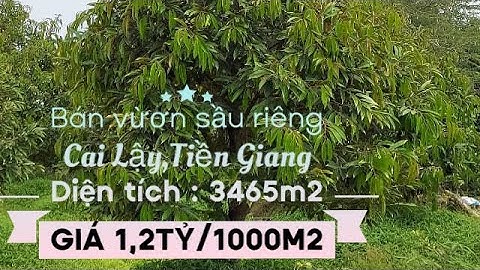 TẬP 114 ❤️BÁN VƯỜN SẦU RIÊNG MONTHONG ,CAI LẬY,TIỀN GIANG@ngocnhatruong2279