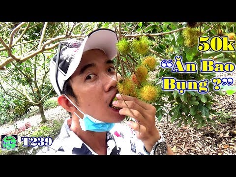 Vườn Chôm Chôm Miền Tây 50k Ăn Bao Bụng có thật như lời đồn không... Vườn Chôm Chôm Miền Tây 50k Ăn Bao Bụng có thật như lời đồn không...