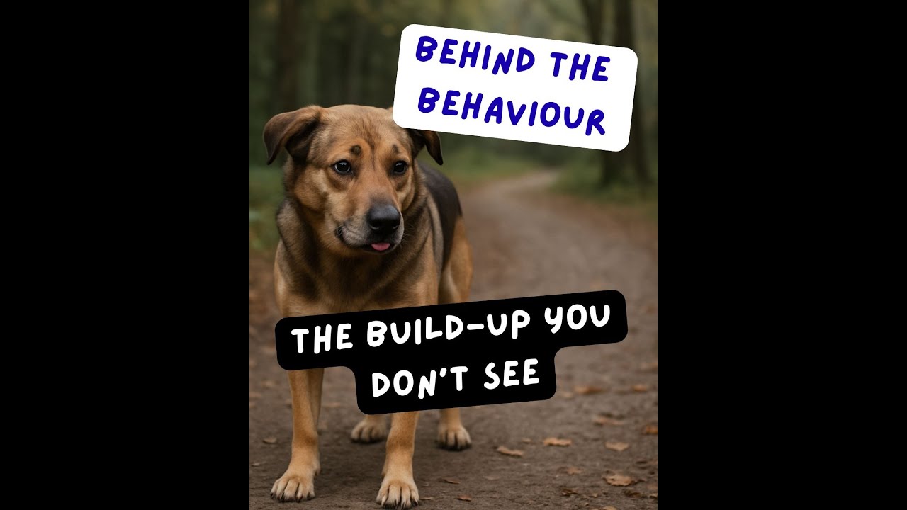 Эпизод № 2.49 – Накопление стресса у собак: почему незначительные раздражители приводят к серьёзн...