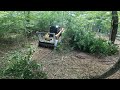 1 acre lot mulched for a homesite