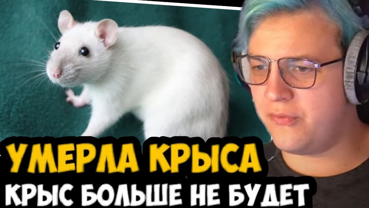 У ПЯТЕРКИ УМЕРЛА КРЫСА! КРЫС БОЛЬШЕ НЕ БУДЕТ ПЯТЕРКА ПРОТИВ ЗАВЕДЕНИЯ ...