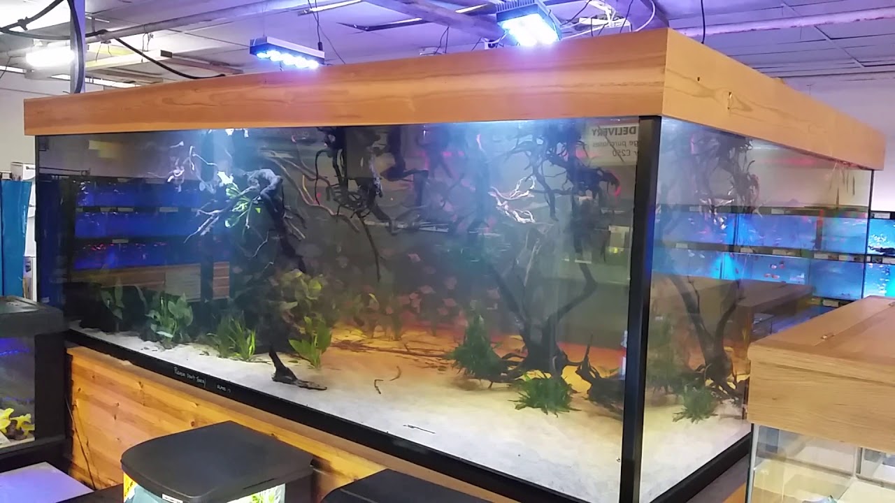 Amazon aquarium display at Maidenhead Aquatics Iver YouTube