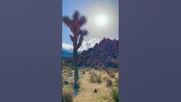 Joshua Tree high desert