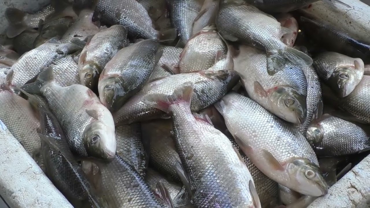 Governo Federal pede investigação da Polícia Federal sobre fraudes no Seguro defeso dos Pescadores