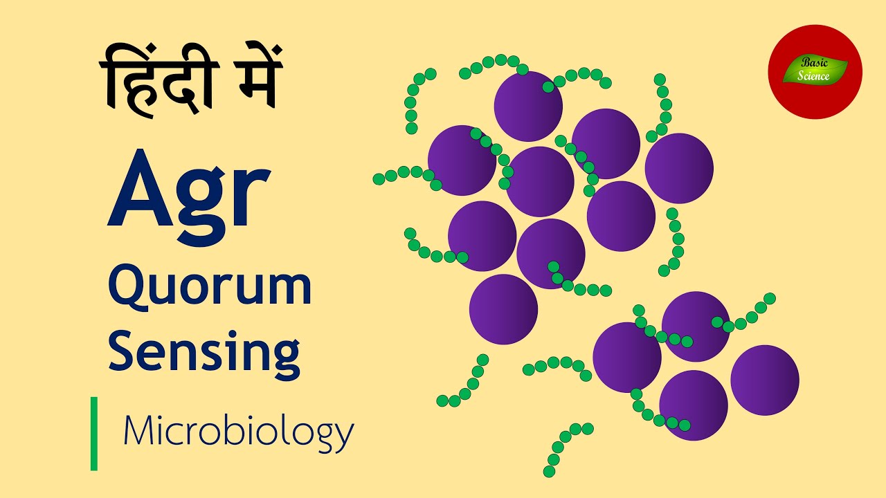 Autoinducing Peptides (AIP) in Staphylococcus Quorum Sensing in Hindi
