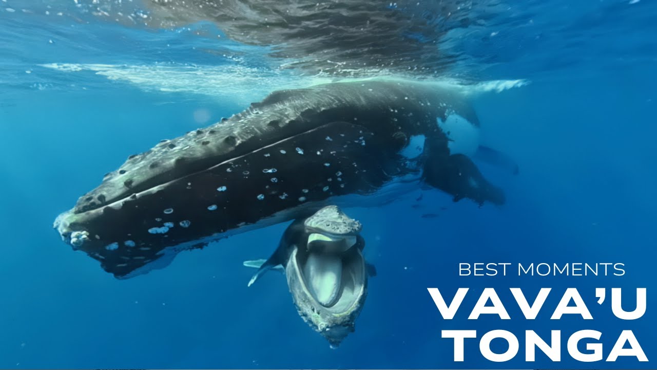 Best Moments from Vava'u, Tonga - Humpback Swims