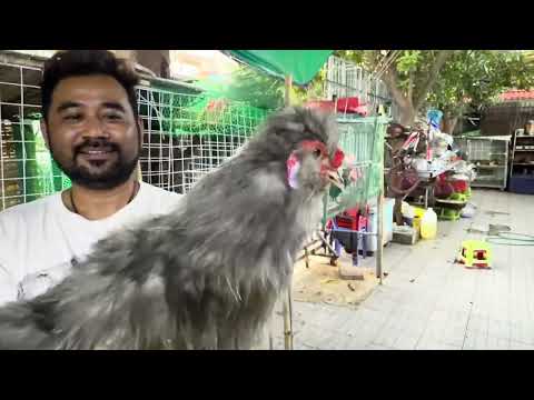 មាន់ស្រែផ្ទះសឿនវីតា រសជាតិឆ្ងាញ់ខ្លាំង