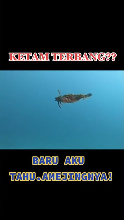 cara kepiting berenang di laut