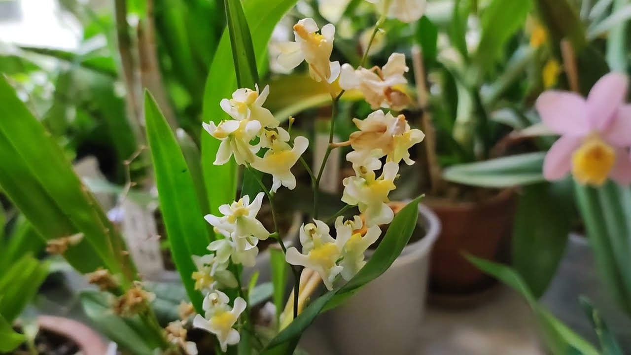 Oncidium twinkle orchid collection. October 2023