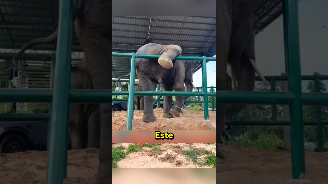 El elefante que quiso salir de su encierro 🐘