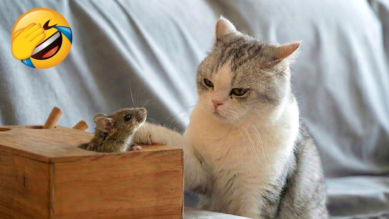 Try Not To Laugh 😂 Funniest Pets of 2026 😹🐶 Part 28