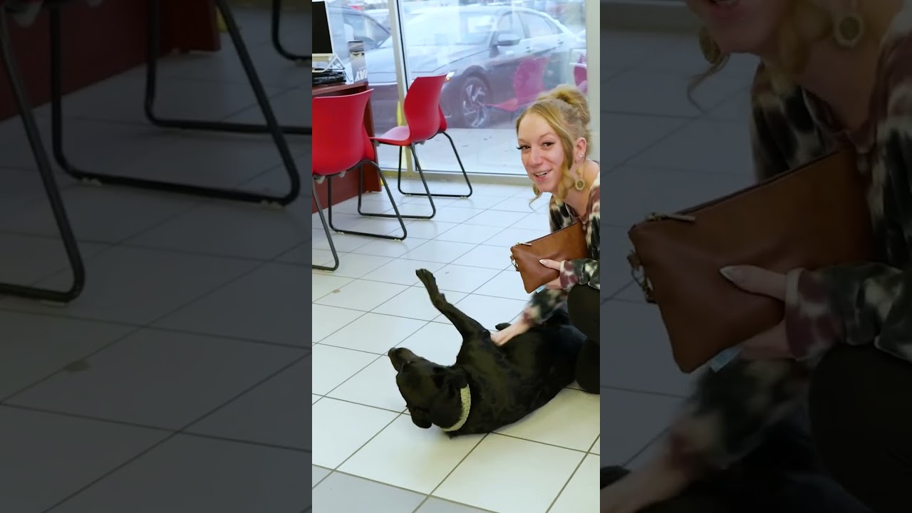 Meet Harley: Your Friendly Neighborhood Dealership Dog