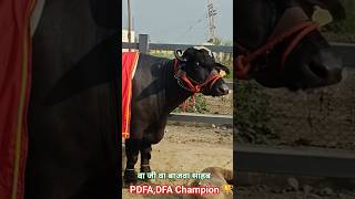 हरियाणा PDFA, DFA Champion 🏆 Milk with beauty Neeli Ravi