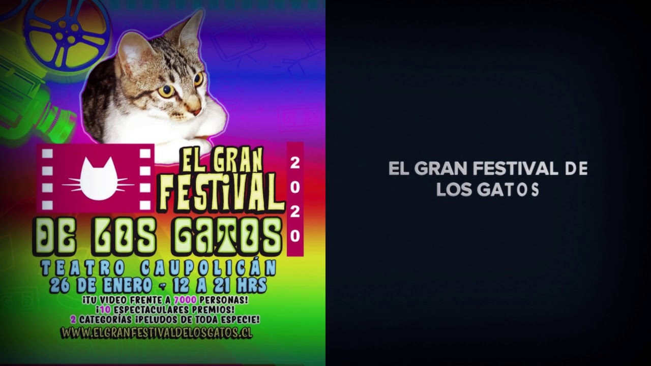 El gran festival de los gatos YouTube