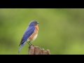 Bluebird Singing in the Rain