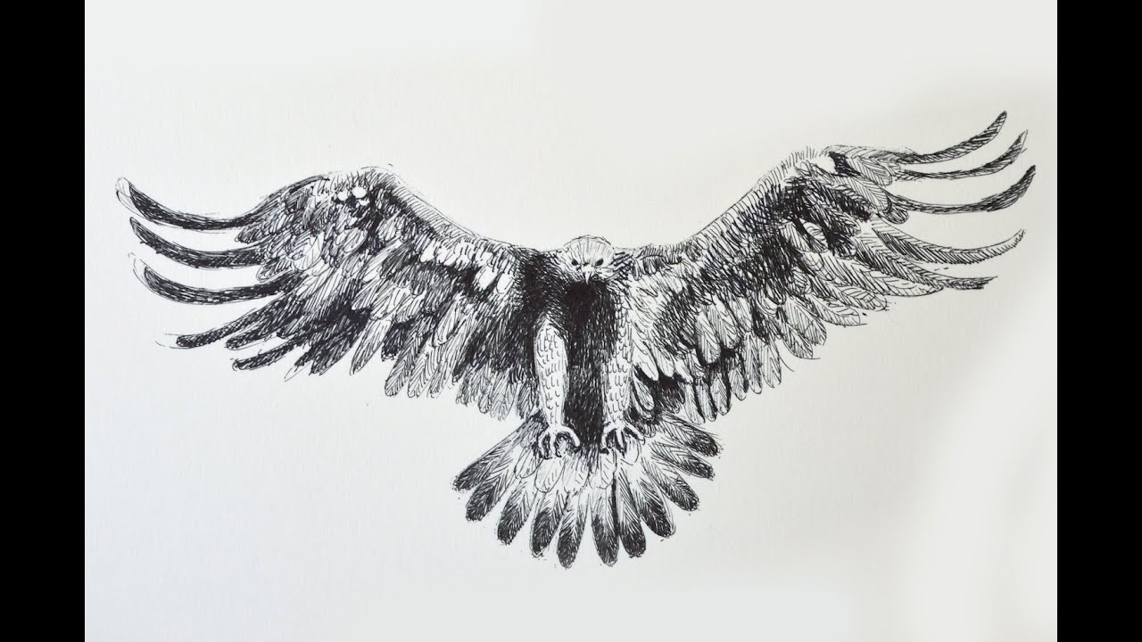 ⁣How to Draw an Eagle