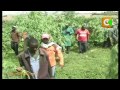 Njiru Sewer Bhang Farms Mp3 Song