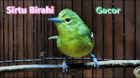 Sirtu Cipoh gacor memanggil betina  pancingan pikat sirpu!! #birds #birdsounds