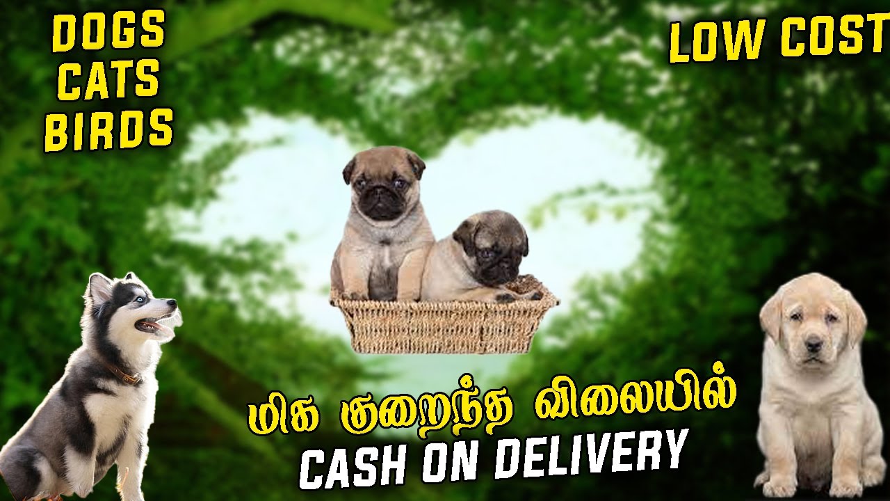 DOG FOR SALE IN CHENNAI AT LOW PRICE | DOG KENNEL | ALL BREED PUPPIES | HUSKY | PUG | LABRADOR